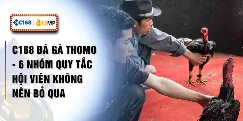 C168 Đá Gà Thomo - 6 Nhóm Quy Tắc Hội Viên Không Nên Bỏ Qua